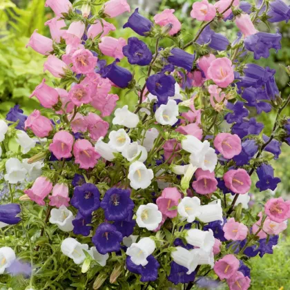 Zvonek prostřední jednoduchý - mix barev - Campanula medium - semena zvonku - 200 ks