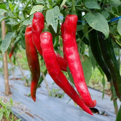 Paprika Thor F1 - Capsicum annuum - semena papriky - 7 ks