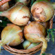 Cibule Exhibition - Allium cepa - semena cibule - 100 ks