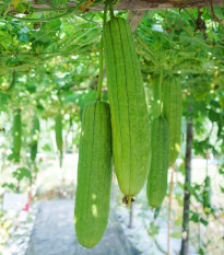 BIO Lufa válcovitá - Luffa cylindrica - semena lufy - 8 ks