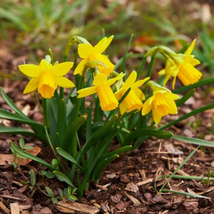 Narcis Tete a Tete - Narcissus - cibule narcisu - 3 ks