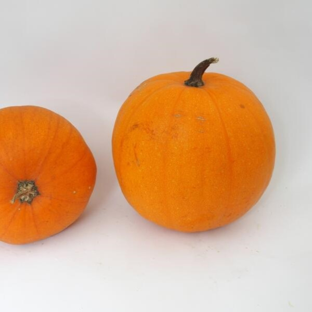 Tykev Jack O Lantern - Cucurbita pepo - semena dýně - 1 g