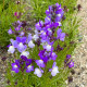 Marokkói lincia (Licia Azure) – Linaria maroccana – lincia magok – 100 db