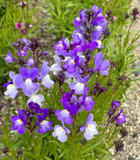 Marokkói lincia (Licia Azure) – Linaria maroccana – lincia magok – 100 db