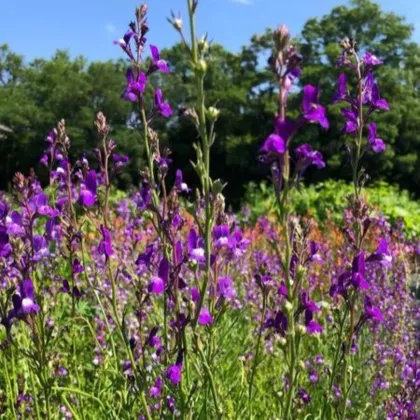 Lnice marocká Licilia Azure - Linaria maroccana - semena lnice - 30 ks