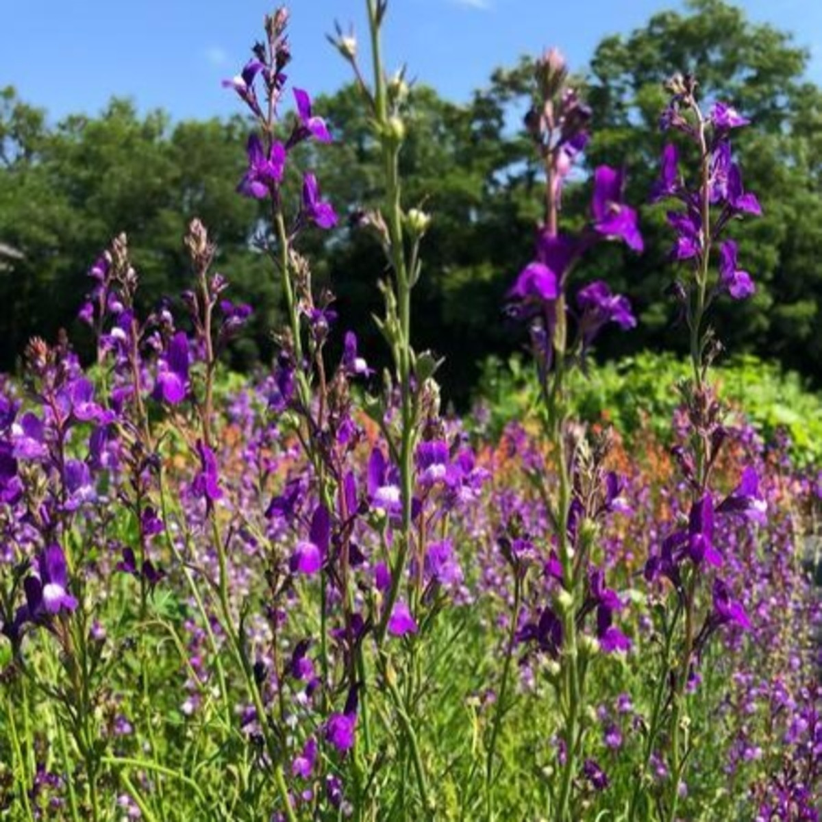 Lnice marocká Licilia Azure - Linaria maroccana - semena lnice - 30 ks