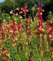 Lnice marocká Licilia Peach - Linaria maroccana - semena lnice - 30 ks