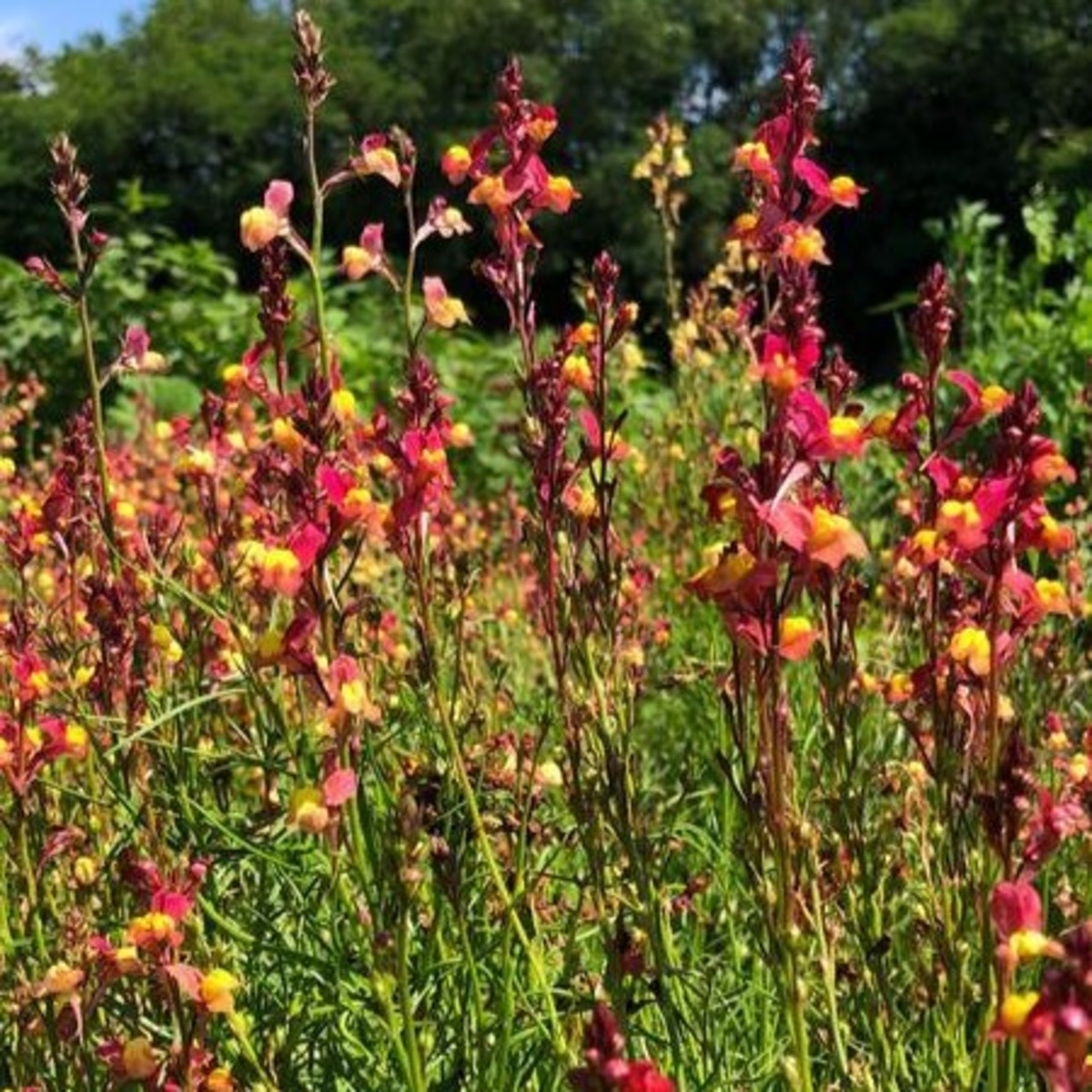 Lnice marocká Licilia Peach - Linaria maroccana - semena lnice - 30 ks