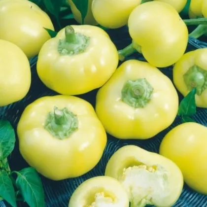 Paprika roční Jablina F1 - Capsicum annuum - semena papriky - 10 ks