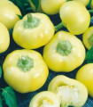 Paprika roční Jablina F1 - Capsicum annuum - semena papriky - 10 ks