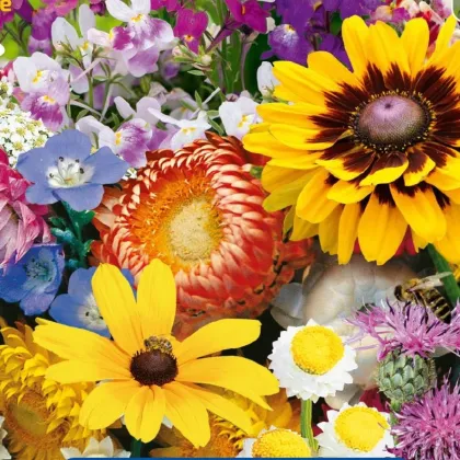 Květinová směs - zahradní suché kouty - semena Kiepenkerl - 1 ks