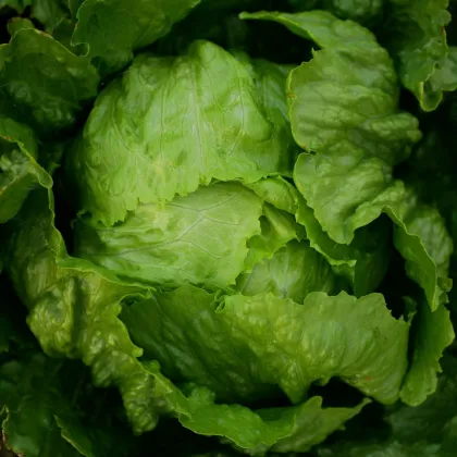 Salát ledový Stamir - Lactuca sativa L. var. capitala - semena salátu - 300 ks