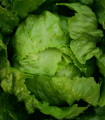 Salát ledový Stamir - Lactuca sativa L. var. capitala - semena salátu - 300 ks