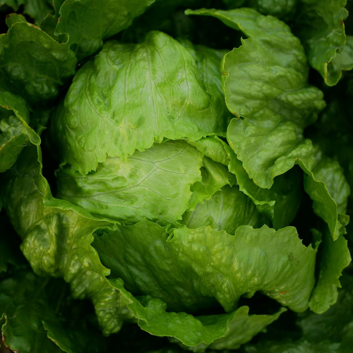 Salát ledový Stamir - Lactuca sativa L. var. capitala - semena salátu - 300 ks