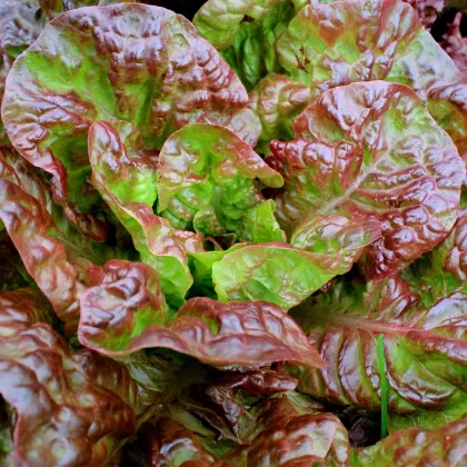 Salát římský Galba - Lactuca sativa var. longifolia - semena salátu - 200 ks