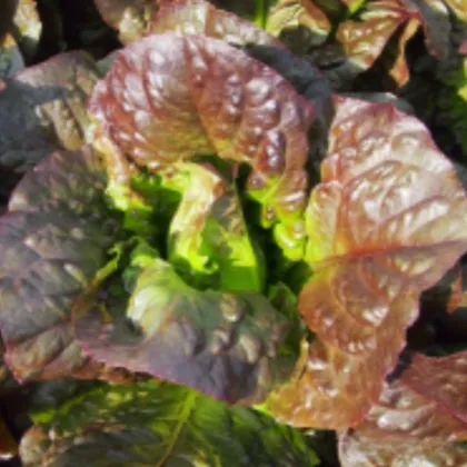 Salát římský Galba - Lactuca sativa var. longifolia - semena salátu - 200 ks