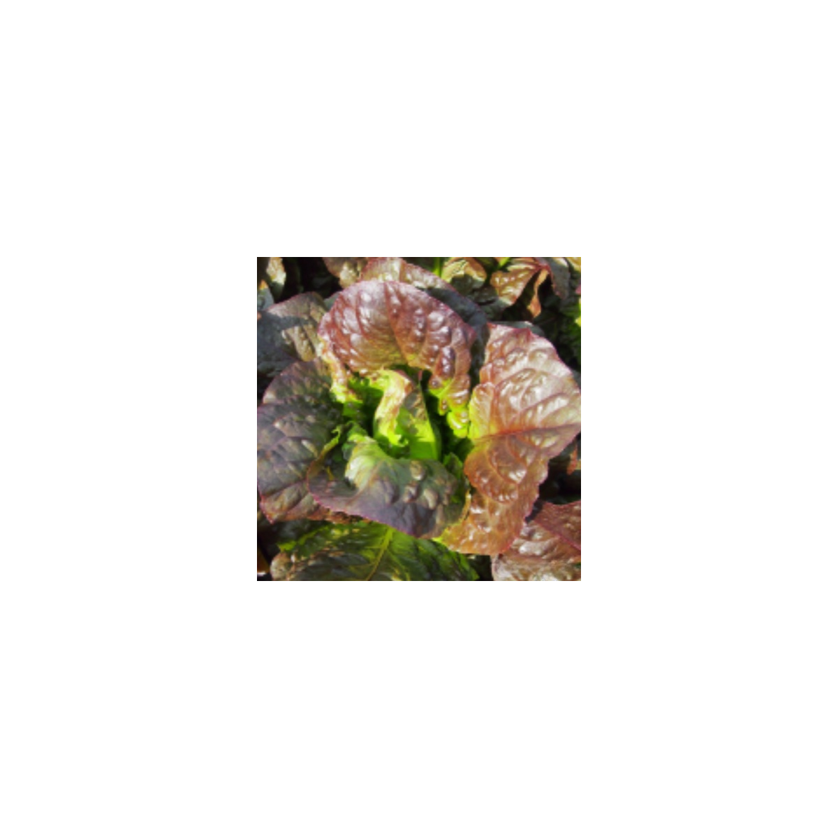Salát římský Galba - Lactuca sativa var. longifolia - semena salátu - 200 ks
