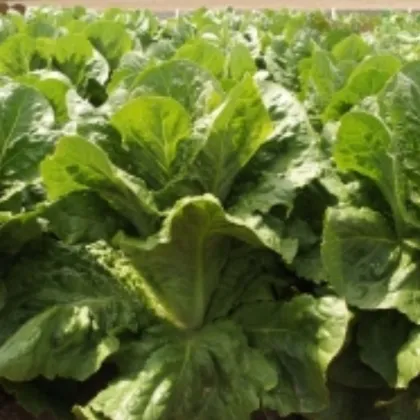 Salát římský Bertolt - Lactuca sativa var. longifolia - semena salátu - 200 ks