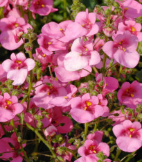 Ostruhatka barbeřina Pink Queen - Diascia barbeae - semena ostruhatky - 50 ks
