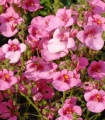 Ostruhatka barbeřina Pink Queen - Diascia barbeae - semena ostruhatky - 50 ks