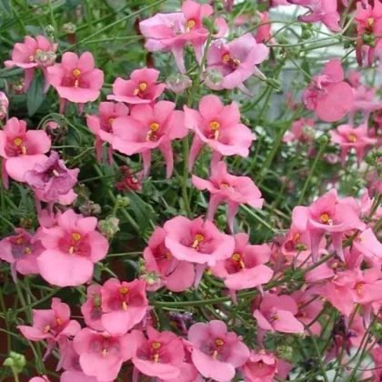 Ostruhatka barbeřina Pink Queen - Diascia barbeae - semena ostruhatky - 50 ks