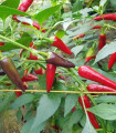 Chilli Gusto purple - Capsicum annuum - semena chilli - 8 ks