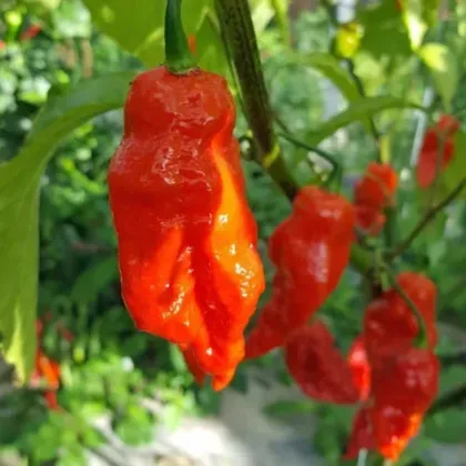 Chilli Shabu Shabu - Capsicum chinense - semena chilli - 8 ks