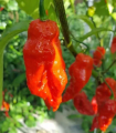 Chilli Shabu Shabu - Capsicum chinense - semena chilli - 8 ks
