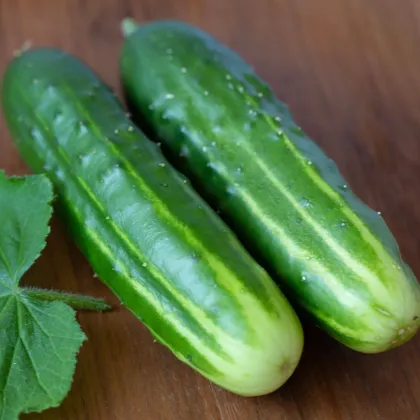 Okurka salátová Marketmore - Cucumis sativus - semena okurky - 10 ks