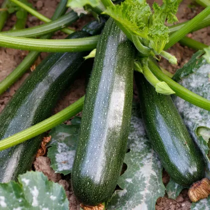 BIO Cuketa Kimber F1 - Cucurbita pepo - bio semena cukety - 5 ks