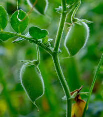 Cizrna Donia - Cicer - semena cizrny - 15 ks