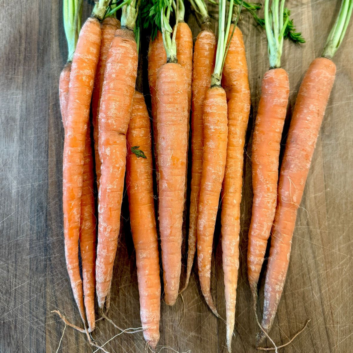 Mrkev Babetka F1 - Daucus carota - semena mrkve - 300 ks