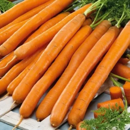 Mrkev Babetka F1 - Daucus carota - semena mrkve - 300 ks