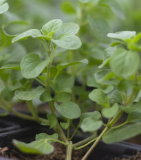 Majoránka zahradní Marietta - Origanum Majorana L. - semena majoránky - 300 ks