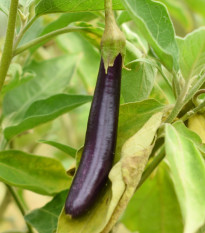 Lilek Klasik - Solanum melongena - semena lilku - 50 ks