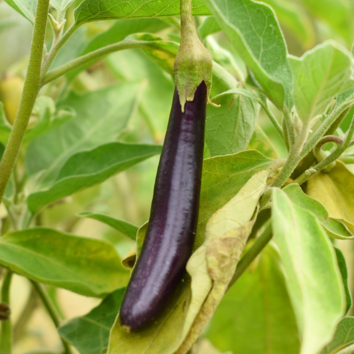 Lilek Klasik - Solanum melongena - semena lilku - 50 ks