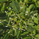 Pryšec trávovitý Glitz F1 - Euphorbia graminea - semena pryšce - 12 ks