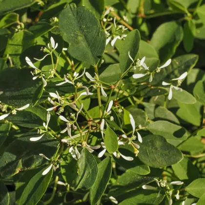 Pryšec trávovitý Glitz F1 - Euphorbia graminea - semena pryšce - 12 ks