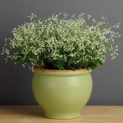 Pryšec trávovitý Glitz F1 - Euphorbia graminea - semena pryšce - 12 ks