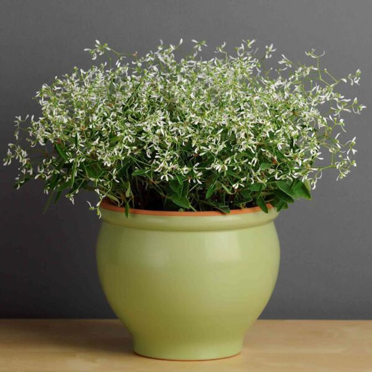 Pryšec trávovitý Glitz F1 - Euphorbia graminea - semena pryšce - 12 ks