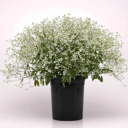 Pryšec trávovitý Glamour F1 - Euphorbia graminea - semena pryšce - 12 ks