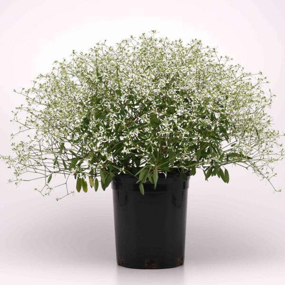 Pryšec trávovitý Glamour F1 - Euphorbia graminea - semena pryšce - 12 ks