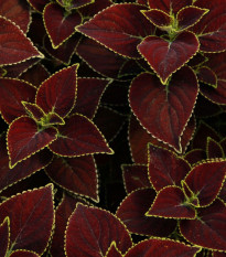 Africká kopřiva Sun Chocolate Mint - Coleus blumei - semena africké kopřivy - 20 ks