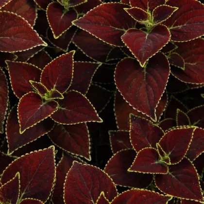 Africká kopřiva Sun Chocolate Mint - Coleus blumei - semena africké kopřivy - 20 ks