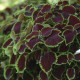 Africká kopřiva Sun Chocolate Mint - Coleus blumei - semena africké kopřivy - 20 ks