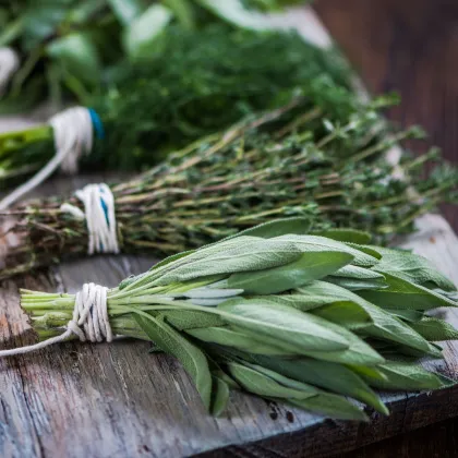 Tři oblíbené bylinky - bazalka, saturejka, kopr - výsevný pásek - 1 ks