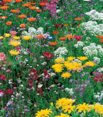 Květinová směs - japonská zahrada - Sperli - 1 ks