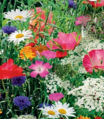 Květinová směs divokých květin a bylin - Sperli - 1 ks