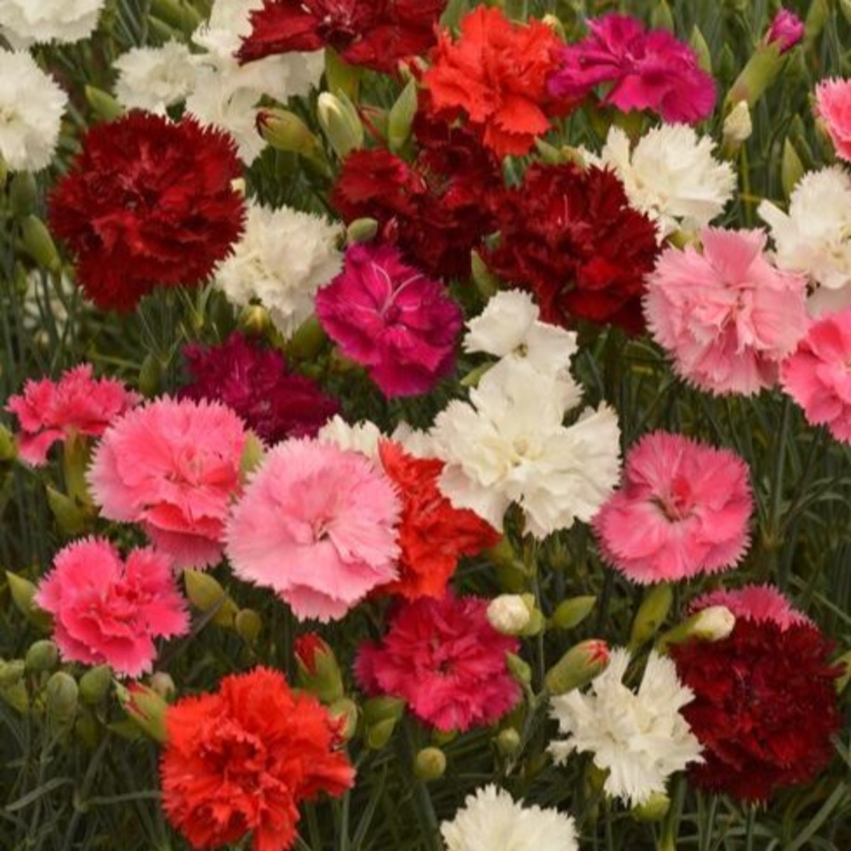 Hvozdík Grenadin směs - Dianthus caryophyllus - semena hvozdíku - 50 ks