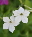 Tabák Perfume White F1 - Nicotiana - semena tabáku - 50 ks